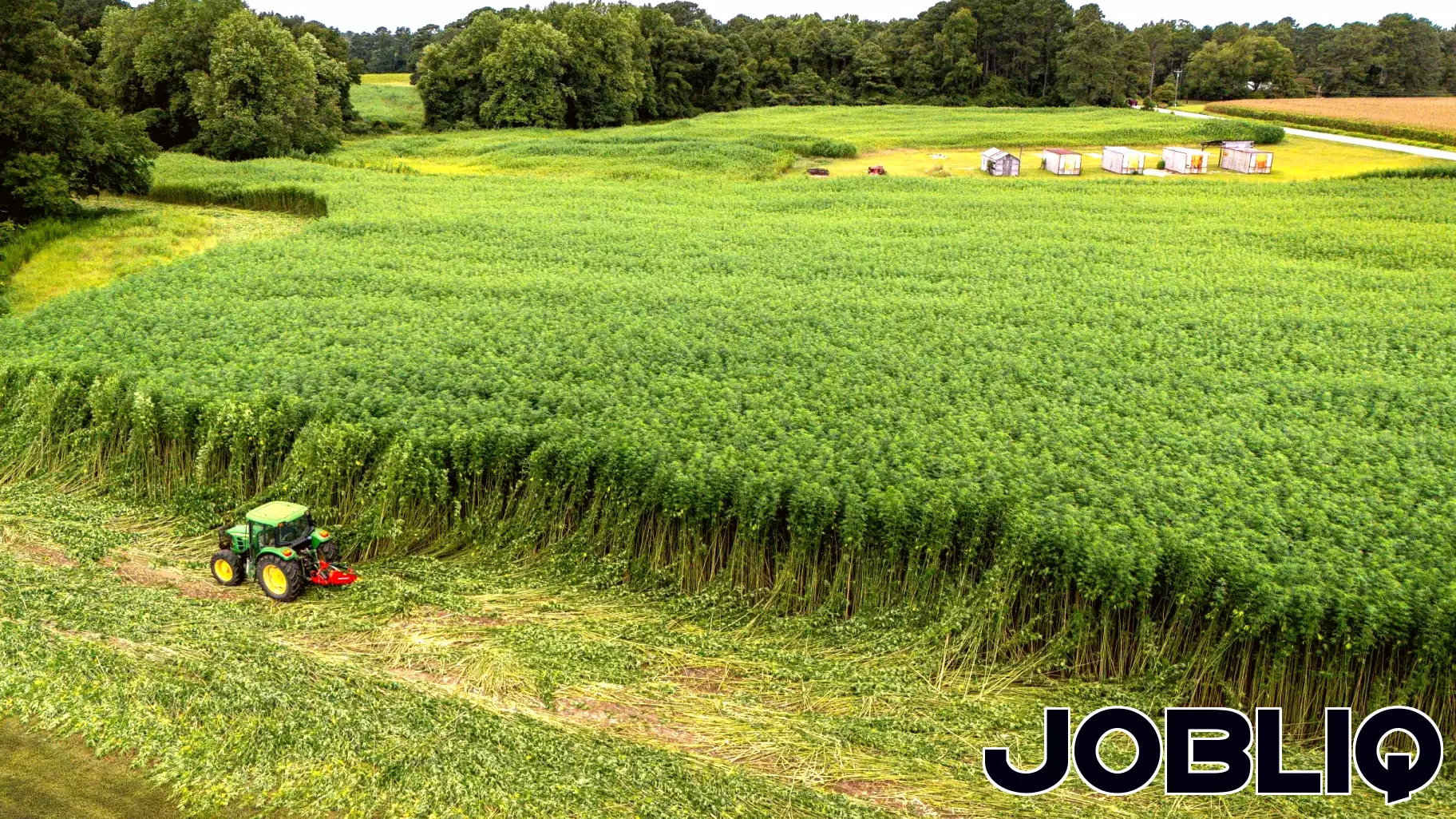 New Legislation Limits THC in Hemp Products, Impacting Georgia's Market