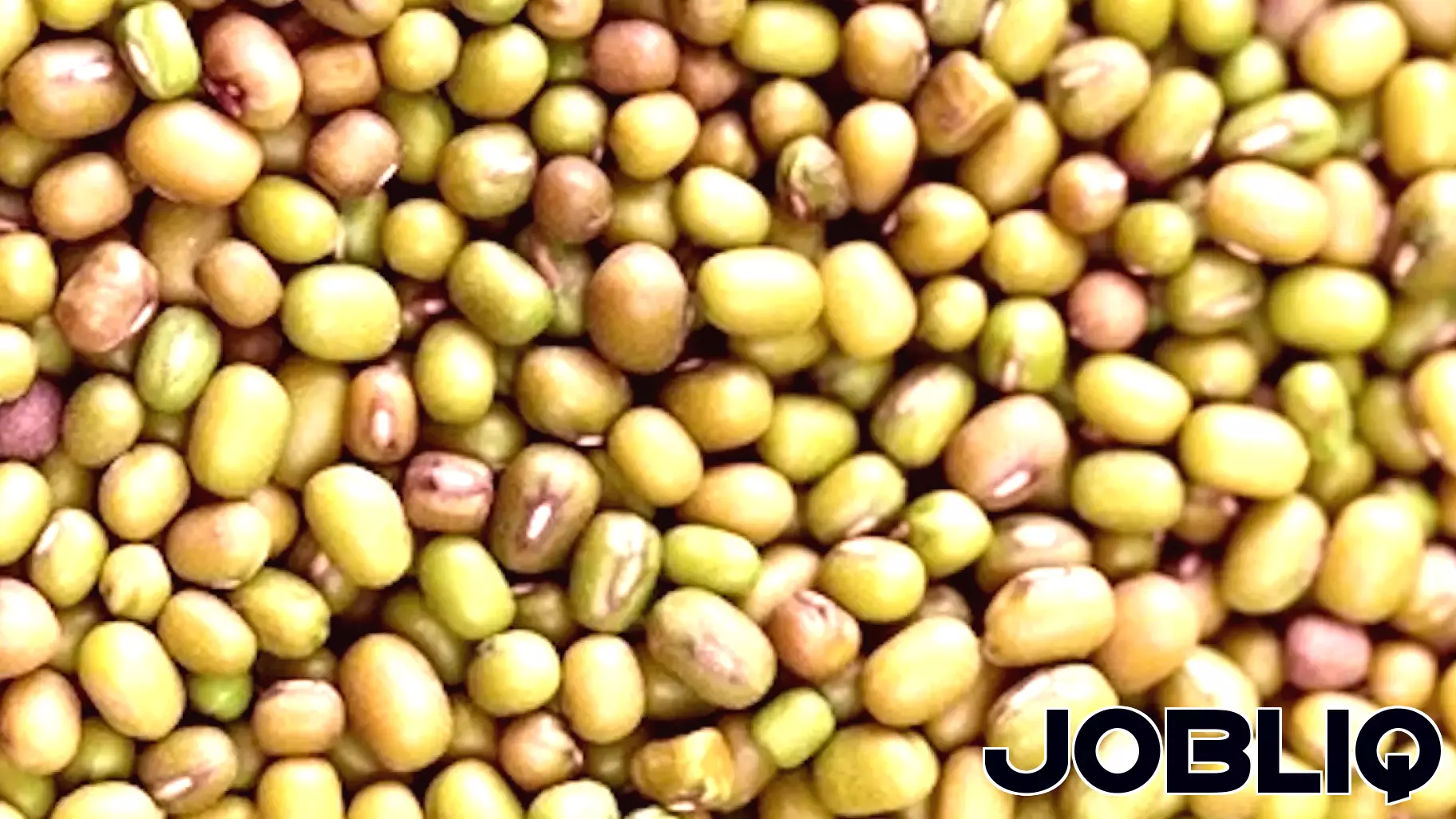 Soybean Farmers Struggle Amidst Low Prices and Trade Challenges